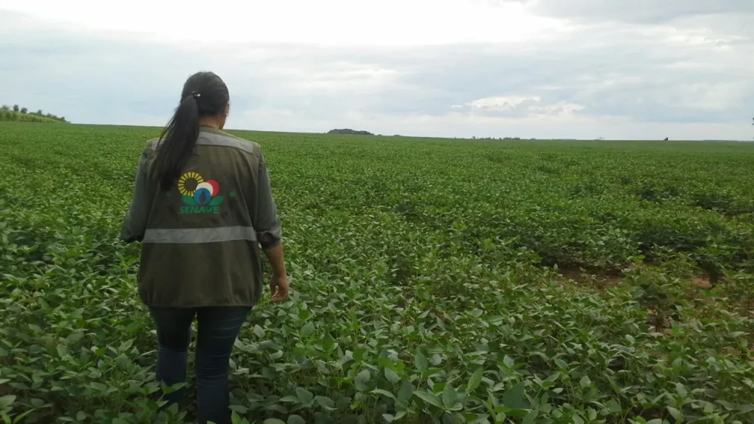 El Niño: Riesgo de plagas y enfermedades en cultivos